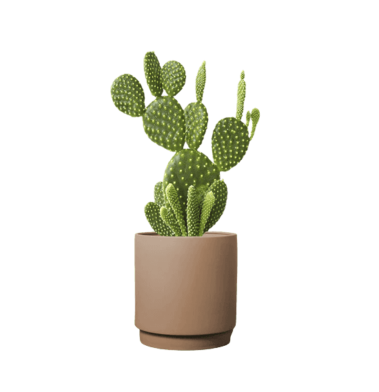Mickey Mouse Kaktus, Opuntia microdasys